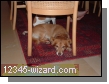 img-0012.jpg  (112.0 Kb)